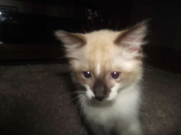 Gato raça Sialata idade 2 a 6 meses nome Gengibre