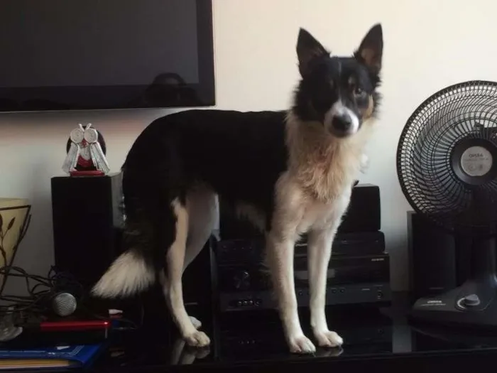 Cachorro ra a Border Collie idade 2 anos nome Foquinha GRATIFICA