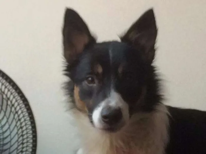 Cachorro ra a Border Collie idade 2 anos nome Foquinha GRATIFICA