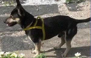Cachorro raça darchem (salsicha) idade 3 anos nome Billy GRATIFICA