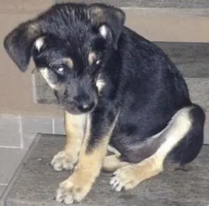 Cachorro raça Mistura idade 2 a 6 meses nome Rec