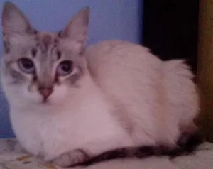 Gato raça  idade 1 ano nome Melissa