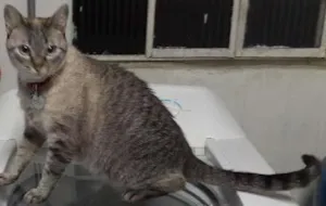 Gato raça Vira lata idade 4 anos nome Nina