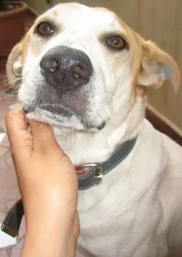 Cachorro ra a Vira-lata idade 6 ou mais anos nome Dog