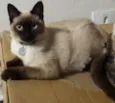 Olaf