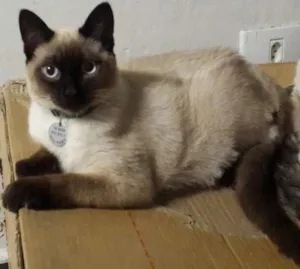 Gato raça Vira lata idade 2 a 6 meses nome Olaf