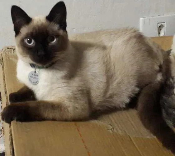 Gato ra a Vira lata idade 2 a 6 meses nome Olaf