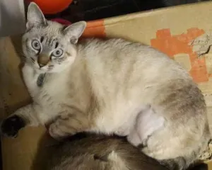 Gato raça Vira lata idade 2 a 6 meses nome Lili