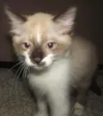 Gengibre