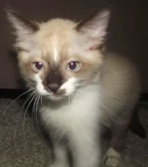 Gato raça Sialata idade 2 a 6 meses nome Gengibre