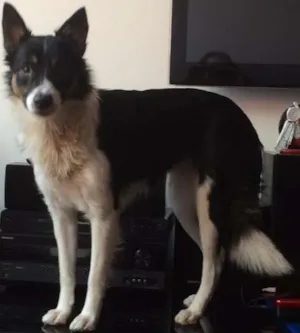 Cachorro raça Border Collie idade 2 anos nome Foquinha GRATIFICA