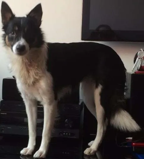 Cachorro ra a Border Collie idade 2 anos nome Foquinha GRATIFICA