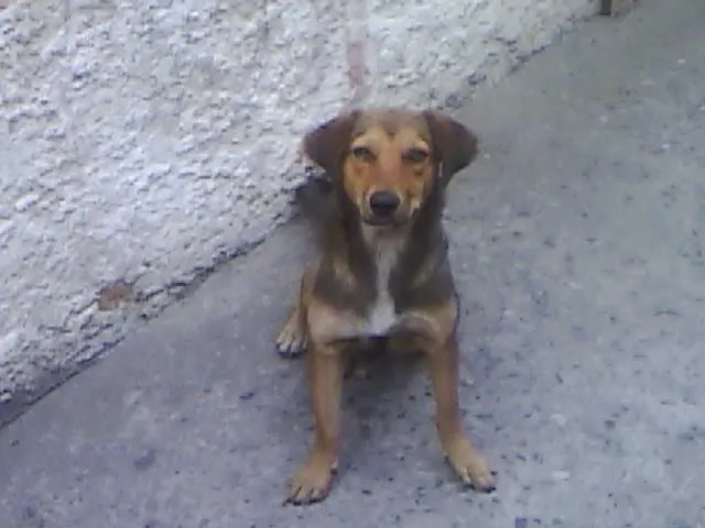 Cachorro ra a SRD idade 7 a 11 meses nome Jujuba