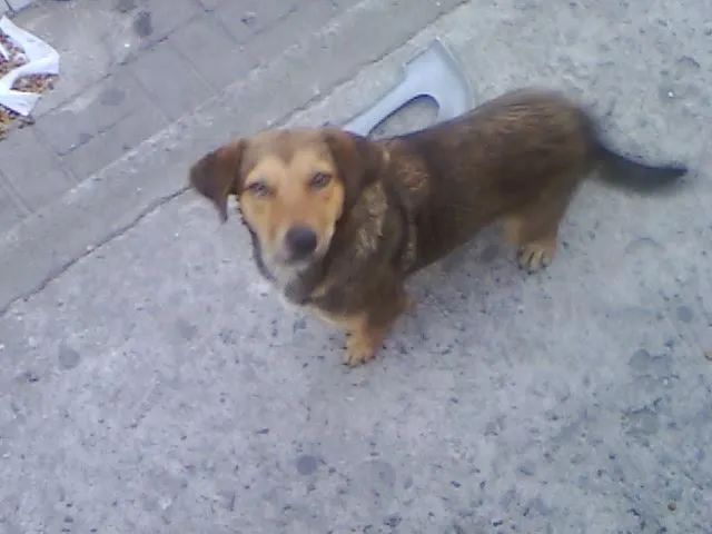 Cachorro ra a SRD idade 7 a 11 meses nome Jujuba