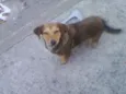 Jujuba