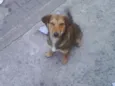 Jujuba