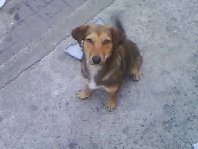 Cachorro ra a SRD idade 7 a 11 meses nome Jujuba