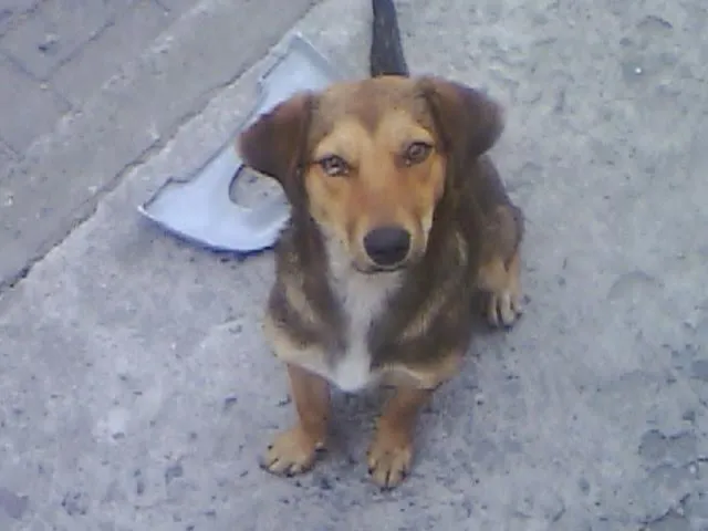 Cachorro ra a SRD idade 7 a 11 meses nome Jujuba