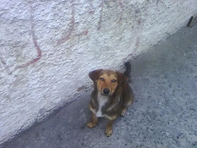 Cachorro ra a SRD idade 7 a 11 meses nome Jujuba