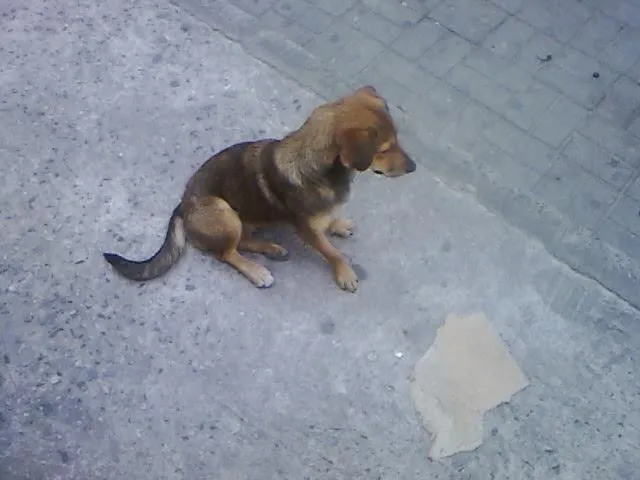 Cachorro ra a SRD idade 7 a 11 meses nome Jujuba
