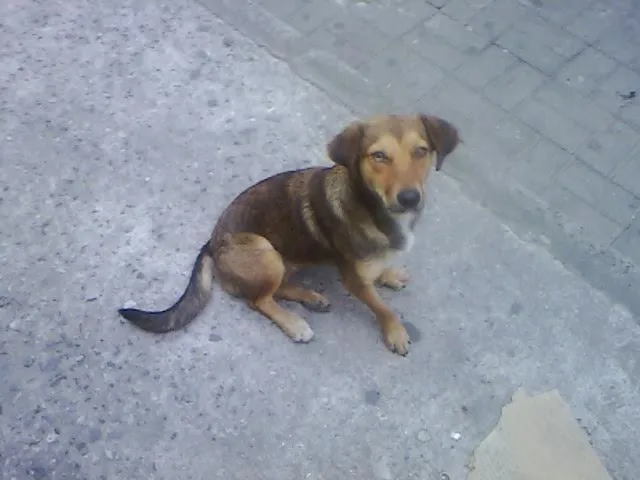 Cachorro ra a SRD idade 7 a 11 meses nome Jujuba