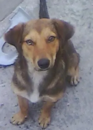Cachorro raça SRD idade 7 a 11 meses nome Jujuba