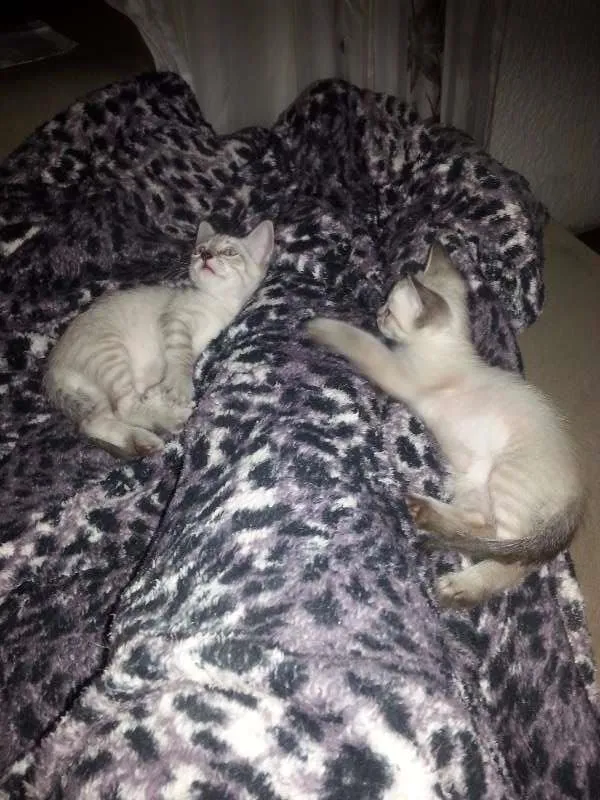 Gato ra a vira lata idade Abaixo de 2 meses nome sem nome