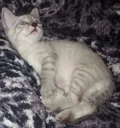 Gato ra a vira lata idade Abaixo de 2 meses nome sem nome