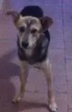 Cachorro raça vira lata idade 7 a 11 meses nome Pernalonga