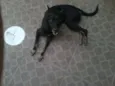 neguinha