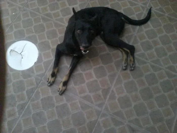 Cachorro ra a pastor belga idade 3 anos nome neguinha