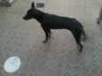 neguinha