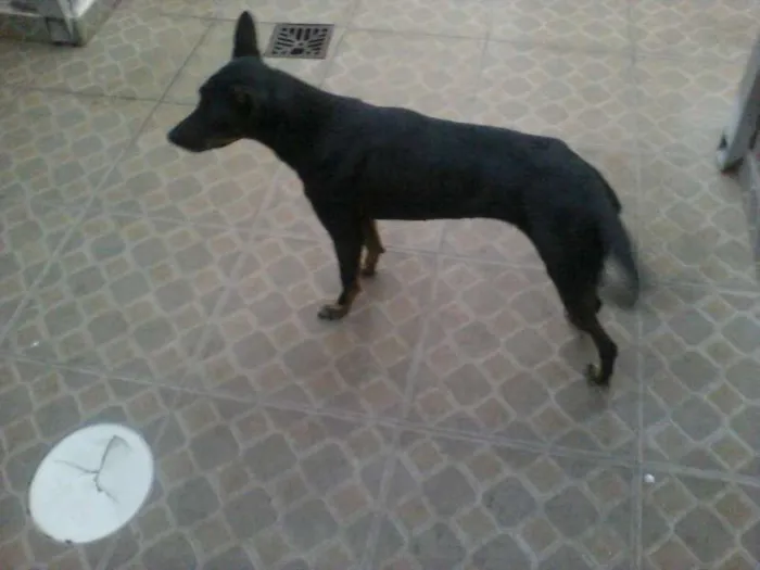 Cachorro ra a pastor belga idade 3 anos nome neguinha