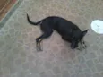 neguinha