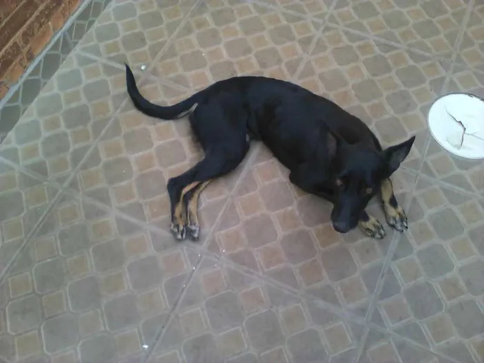 Cachorro ra a pastor belga idade 3 anos nome neguinha
