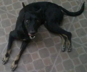 Cachorro raça pastor belga idade 3 anos nome neguinha