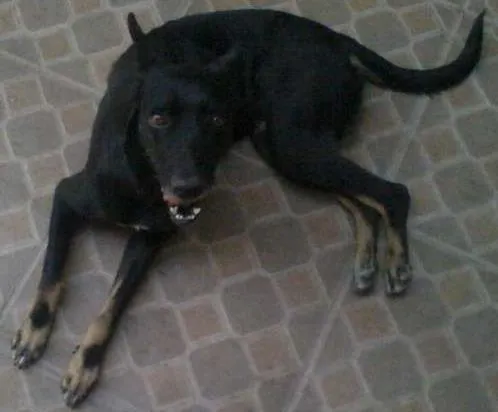 Cachorro ra a pastor belga idade 3 anos nome neguinha