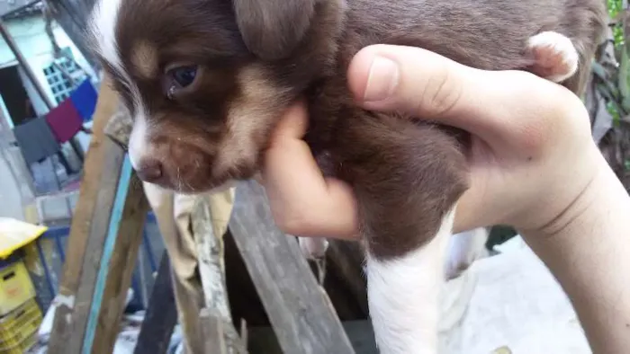 Cachorro ra a sem raça idade Abaixo de 2 meses nome filhotes 