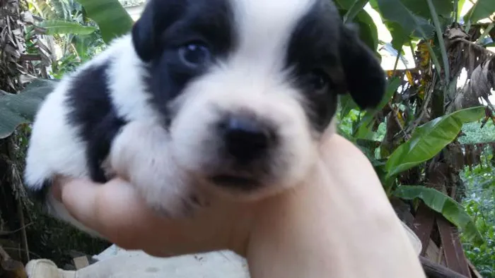 Cachorro ra a sem raça idade Abaixo de 2 meses nome filhotes 