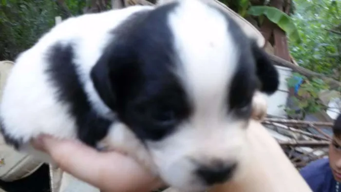 Cachorro ra a sem raça idade Abaixo de 2 meses nome filhotes 