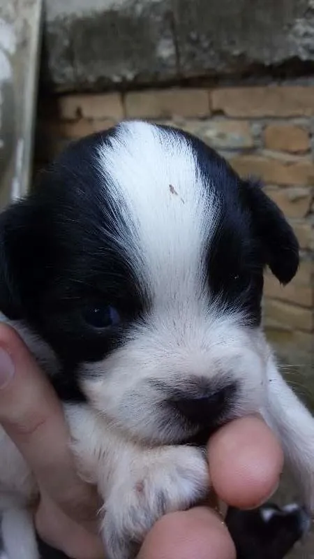 Cachorro ra a sem raça idade Abaixo de 2 meses nome filhotes 