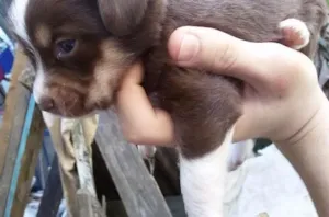 Cachorro raça sem raça idade Abaixo de 2 meses nome filhotes 
