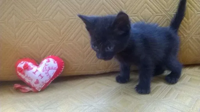 Gato raça SRD idade 2 a 6 meses nome ND