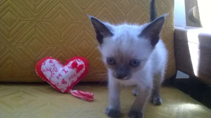 Gato raça SRD idade 2 a 6 meses nome ND