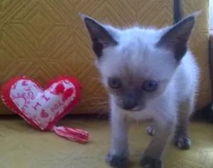 Gato raça SRD idade 2 a 6 meses nome ND