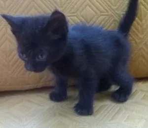 Gato raça SRD idade 2 a 6 meses nome ND