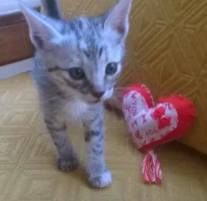 Gato raça SRD idade 2 a 6 meses nome ND