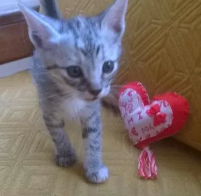 Gato raça SRD idade 2 a 6 meses nome ND