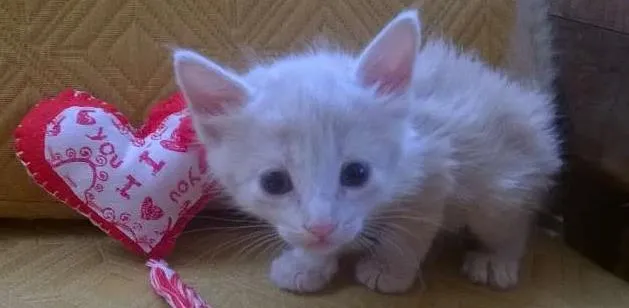 Gato raça SRD idade 2 a 6 meses nome ND