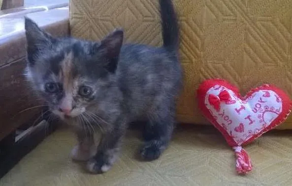 Gato raça SRD idade 2 a 6 meses nome ND
